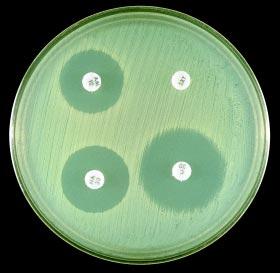 Figure 9-5. Results of the disk diffusion assay. This Shigella isolate is resistant to trimethoprim-sulfamethoxazole and is growing up to the disk (SXT), the zone of which is recorded as 6 mm.