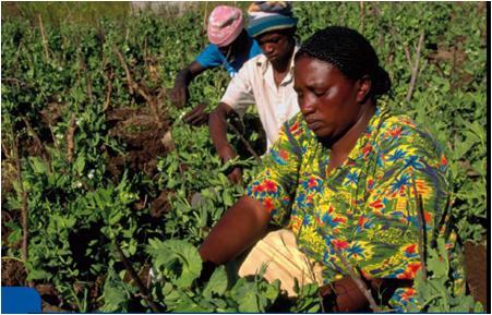 Vulnerable categories in rural employment Larger portion of laborers than men in agriculture in developing countries, but only 20-30% of the waged workforce in agriculture Why women are often