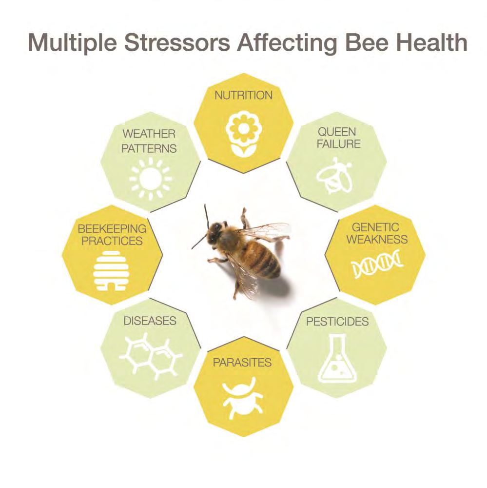So What is Affecting Bee Health?