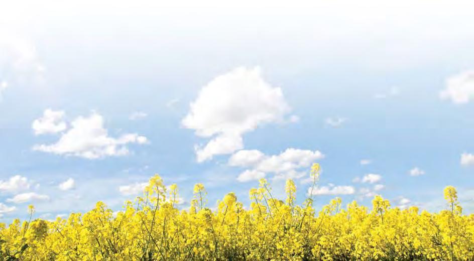 Risk to Bees (Canola Example) Canola is attractive to bees: nectar and pollen source Virtually Virtually canola all seed seed used used in hybrid in hybrid seed seed or commodity production canola is
