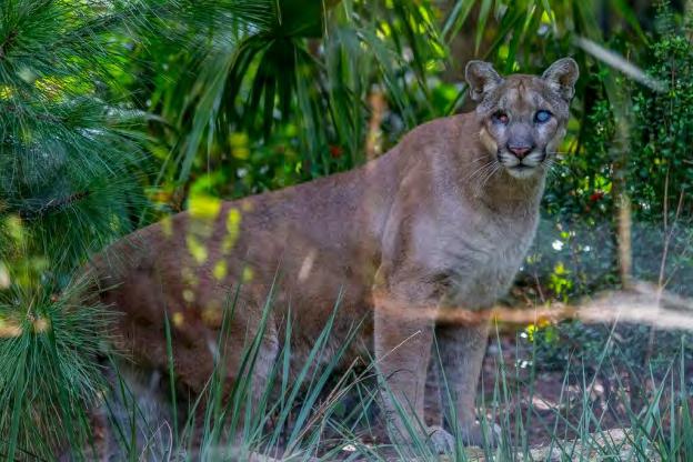 Protecting the Florida Panther The Preserve at Corkscrew $1,800,000 Corkscrew Shores $1,174,000