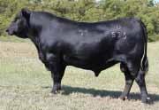 Pen K Nichols Best Angus Bulls Thomas Top Hand has a low birth and high growth spread.