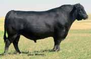 Pen L Nichols Best Angus Bulls Nichols Extra K205 sires great daughters that have near perfect udders. His Epds rank him in the top 10 for% Calving Ease Maternal, $Weaning, and Mat Milk Epds. +1.