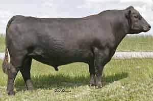 Like his sire, Nichols Extra K205, his daughters have great performance, fertility and neat udders. +3 +84 +27 +152 +.32 +.86 +.57 -.