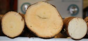 Cassava 250 million depend on cassava 50 million tons lost to virus.