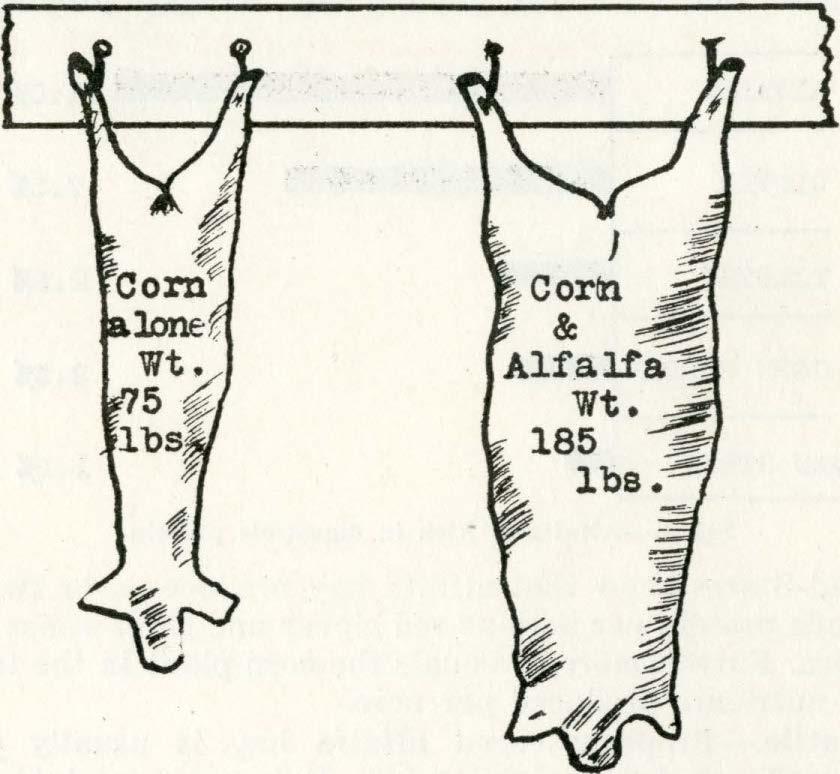 results are obtained by feeding a small amount of alfalfa, four to six pounds a day to each cow, along with all of the other coarse non-legume roughages such as corn fodder, sorghum fodder, wild hay,