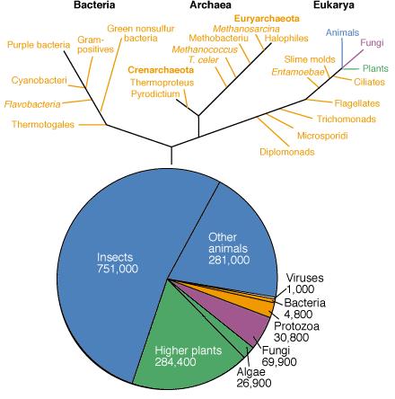 Dual View: Taxonomists' counts (pie chart) suggest that insects dominate the