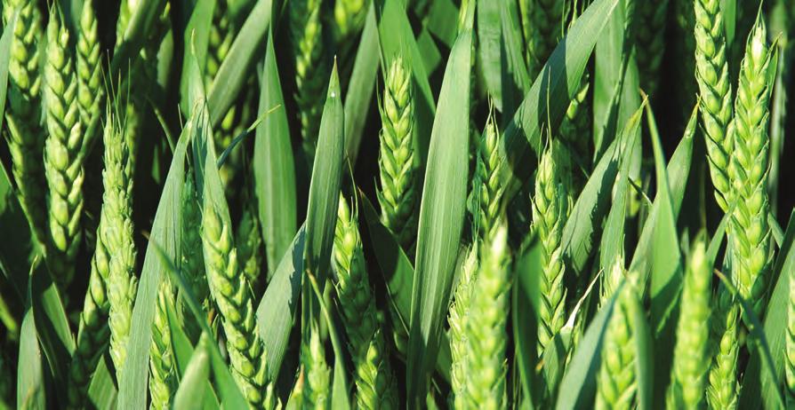 PGRs While there are limited PGRs available for use in the spring wheat crop, spring wheats are less likely to produce excessive growth requiring the support of a full rate PGR programme.