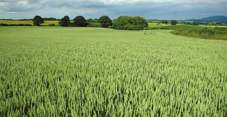 KWS Willow Highest yielding premium potential wheat in late-autumn sown trials Nabim Group 2 quality breadmaking wheat Wide sowing window, helping to spread the workload Robust grain characteristics