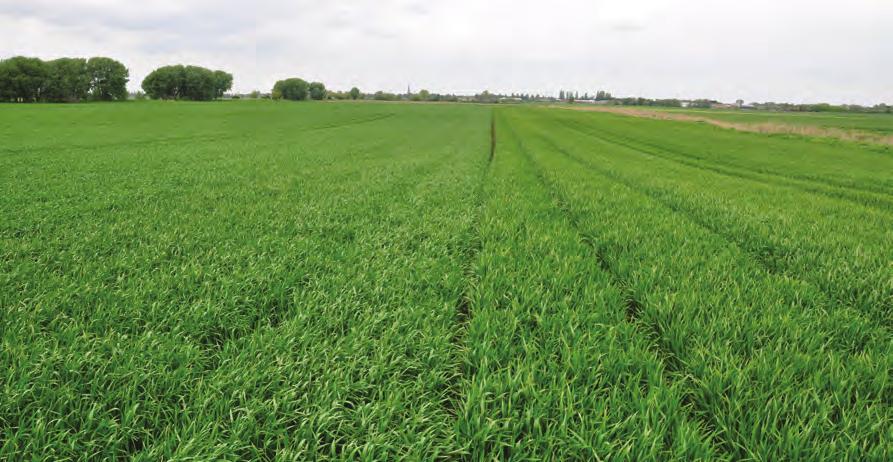 KWS Alderon The highest yielding spring wheat in late-autumn and spring sown trials Excellent grain characteristics high proteins (13.4%), HFN (309) and specific weights (76.