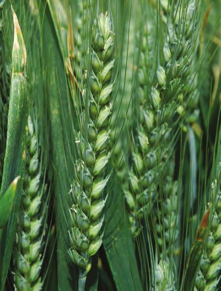 Winter sown spring wheats, with their strong growth characteristics and long grainfill periods, tend to produce higher specific weights than late sown winter wheats.