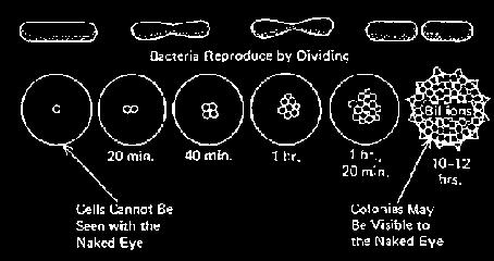 Bacterial Multiplication T Time Cells divide twofold every 20 minutes 19 O Oxygen Some foodborne microorganisms require different of oxygen or no oxygen at all to grow Aerobes: require oxygen to grow
