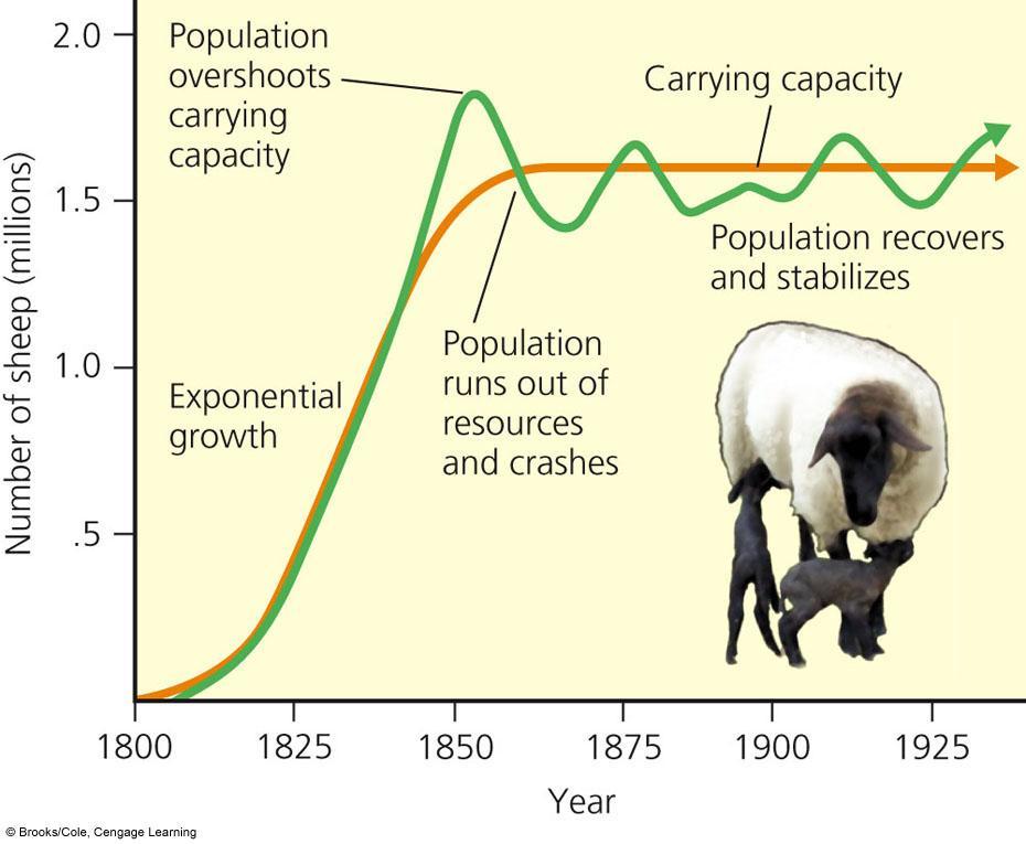 Logistic Growth of a Sheep