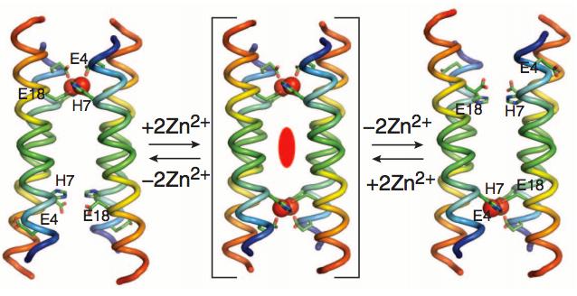 Design of a transporter De novo design of a protein that transports zinc ions (Zn 2+ ), but