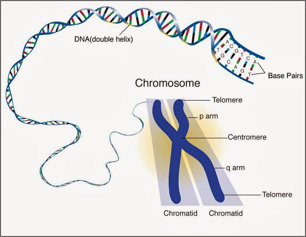 Inheritance of sex in humans Of the 23 pairs of chromosomes present is each human cell, one pair is the sex chromosomes. These determine the sex of the individual. Male have XY, female have XX.