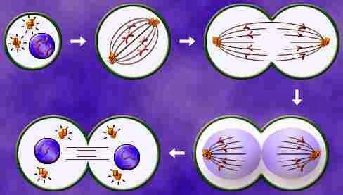 Mitosis Mitosis is the way in which any cell (plant or animal) divides when an organism is: growing repairing a damaged part of its body replacing worn out cells Growth