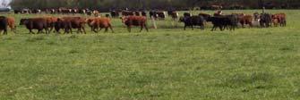 some paddocks with shade available On hot, high
