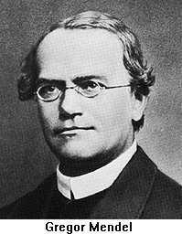 Gregor Johann Mendel Austrian Monk, born in what is now Czech Republic in 1822 Son of peasant farmer, studied Theology and was ordained priest Order St. Augustine.