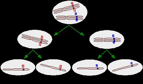 Relation of gene segregation to meiosis There s a correlation between the