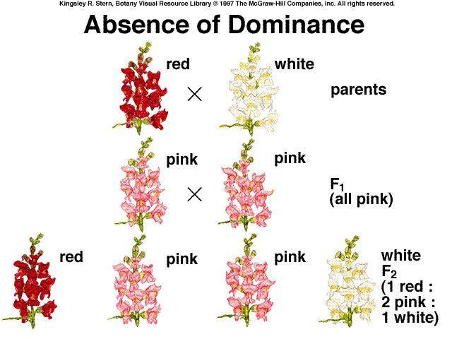 Incomplete dominance When F1 generation (all pink flowers) is self pollinated, the