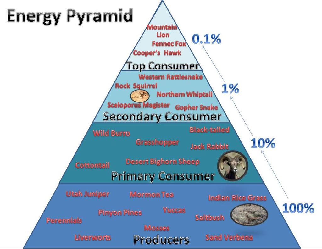 Try it! The energy pyramid below shows organisms from Utah. Label the trophic levels and the consumer levels. 1.