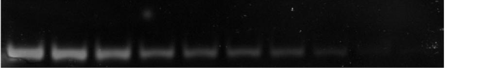 Figure S11 The ladder of DNA marker II (0.5 μg) in polyacrylamide gel by using the CuNCs-based staining under different conditions.