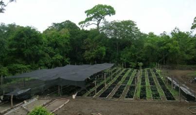 Nicaragua precious woods Reforestation of 4,000 hectares of degraded