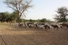 Ironically, in the Sahel, and other semiarid regions of the world, range livestock production is probably the only