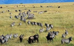 III. LIVESTOCK-WILDLIFE INTERACTIONS Serengeti Model: Animals share forage resources very efficiently, while