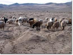 I. OVERVIEW-LIVESTOCK GRAZING AND RANGELAND HEALTH Issue: Grazing