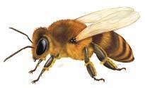 However, other parasites like the wax moth and small hive beetle; diseases caused by fungi, bacteria or viruses; and predators such as the Asian hornet, may also weaken the colony.