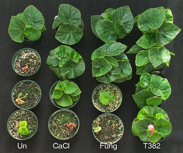 Protection Biocontrol of Botrytis Top row: healthy plants Un: untreated control CaCl: calcium