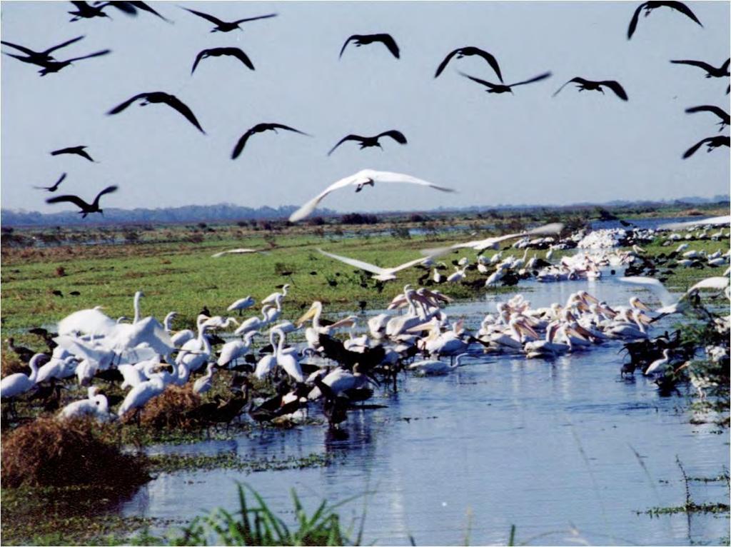Lake Apopka North Shore Restoration Area Christmas 1998 bird count 176 species Bird
