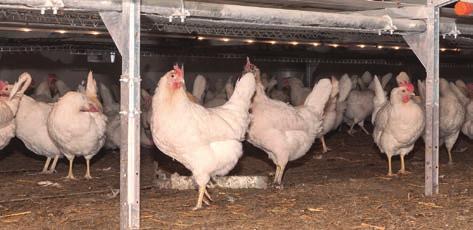 The hens cannot sleep in the nest, which prevents soiling and increases nest hygiene.