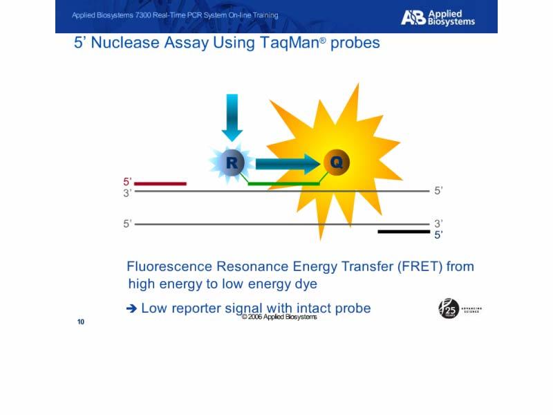 5 Nuclease Assay Using TaqMan probes Slide notes: The probe is labeled with a High energy reporter dye on the 5 end and a Low energy quencher dye on the 3.