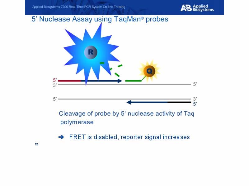 5 Nuclease Assay using TaqMan probes Slide notes: Once the probe is cleaved, the Reporter dye is separated from the quencher.