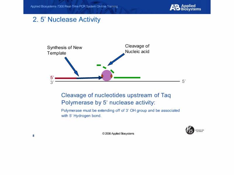 2. 5 Nuclease Activity Slide notes: The 5 nuclease activity of TAQ is the second feature that makes the 5 nuclease assay work.