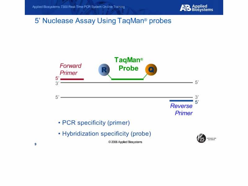 5 Nuclease Assay Using TaqMan probes Slide notes: The 5 nuclease assay takes advantage of FRET and 5 nuclease activity by using a fluorescent labeled probe.