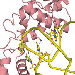 trn Gln G (yellow) and the tail body of GatB (salmon) in the glutamine transamidosome are shown.