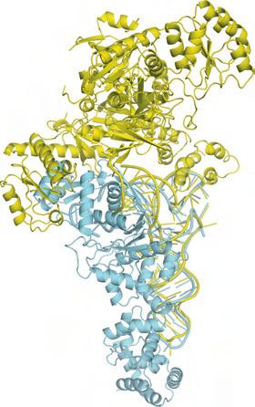 1N78) Supplementary Figure 7 a and b, The structures of the GluRS trn binary complex (colored cyan) (PDB ID: 1N78) and the