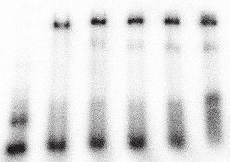 5% native-pge 1% SDS-PGE Supplementary Figure 1 a, Gel mobility shift assay of trn Gln G against