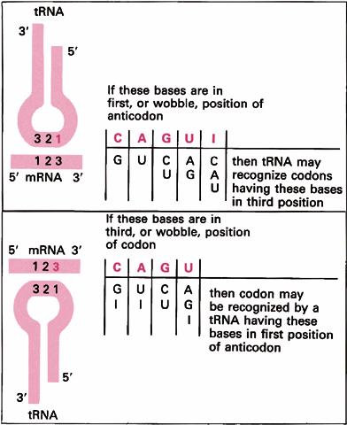 Charging reaction trna is covalently coupled with an amino acid by a charging reaction Performed by an aminoacyl trna synthetase Synthetase must recognize both specific trnas and amino acids Couples