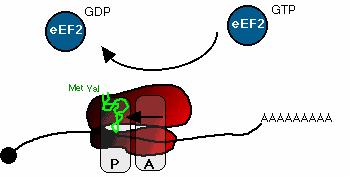 in the P site, and the new peptide-trna in the A site. After peptide bond formation, the new peptide-trna (in the A-site) is translocated to the P-site.