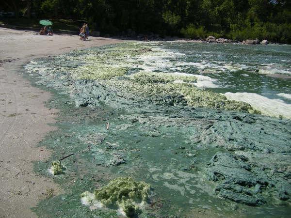 the concentration of algae in the lake during the summer months.