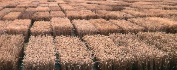 addition to the existing selfed varieties of winter, spring, irrigated, rain-fed durum and bread wheat, new wheat types (e.g. GM, hybrid, apomictic) and production systems will be available to the growers.
