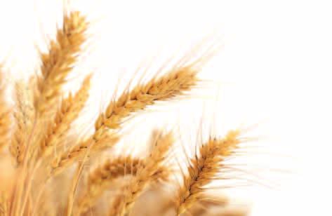 The challenge: improving wheat productivity, quality and sustainability Wheat is the most widely grown crop in the world and provides 20% of the daily protein and food calories.