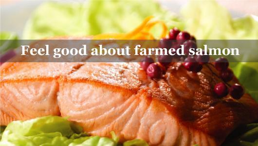 Aquaculture fish, like farmed salmon.