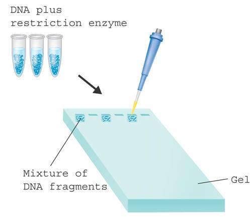 Gel electrophoresis Restriction enzymes cut DNA into fragments DNA fragments