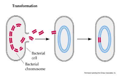 Cell Transformation What happens during cell transformation? A cell takes in DNA from the cell. This external DNA becomes a of the cell s DNA.