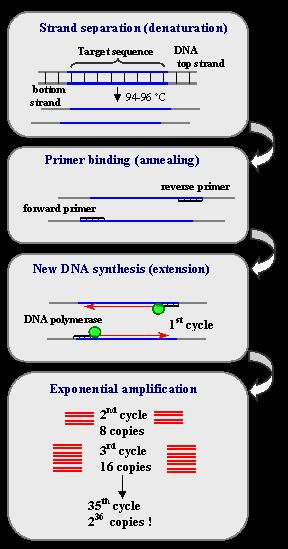 Polymerase Chain Reaction (PCR) The amplification rate is exponential How many copies of DNA will be present after 5 cycles of PCR if: 1)
